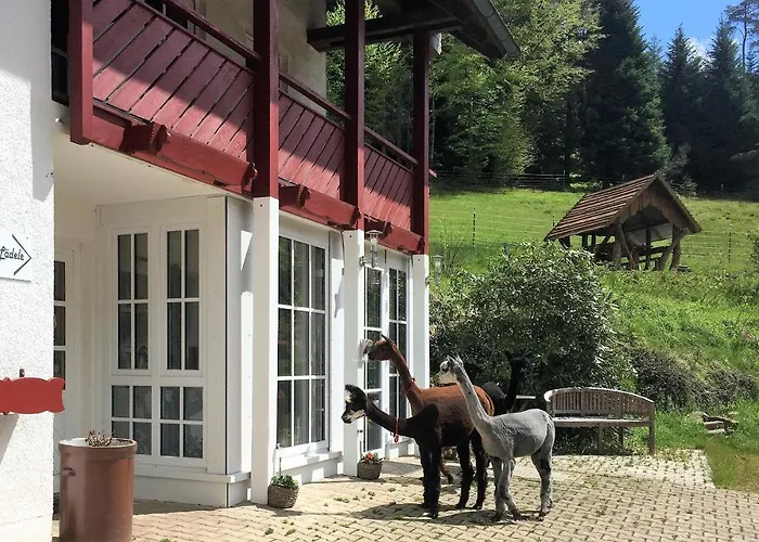 Alpaca-Village