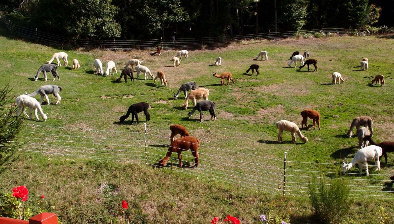 Alpaca-village Apartment *