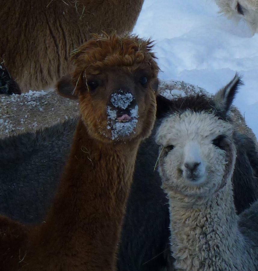 Alpaca-village * Lauterbach (Baden-Wurttemberg)